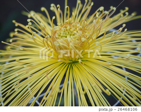 菊 26468106
