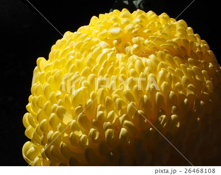 菊 26468108
