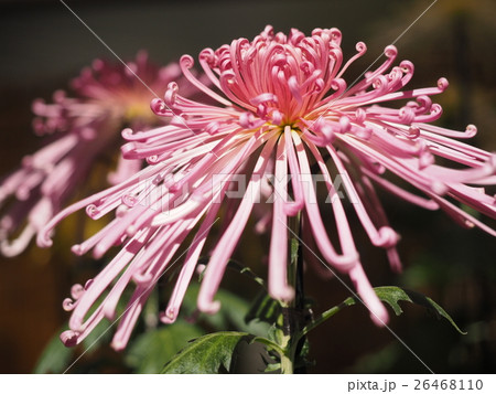 菊 26468110