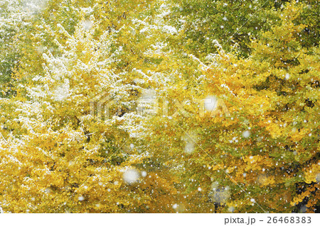 銀杏の紅葉と初雪 26468383
