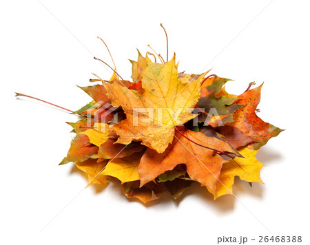 Pile of autumn maple leaves 26468388