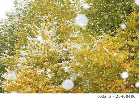 銀杏の紅葉と初雪 26468486
