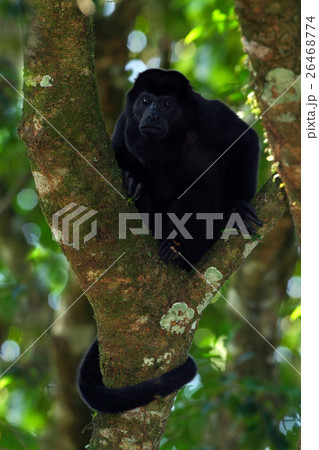 Mantled Howler Monkey Alouatta palliata in nature 26468774