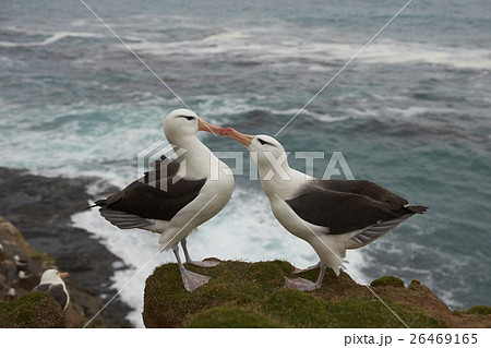 Black-browed Albatross courting 26469165
