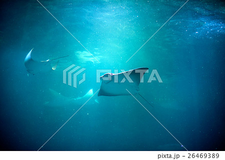 Stingray swimming 26469389
