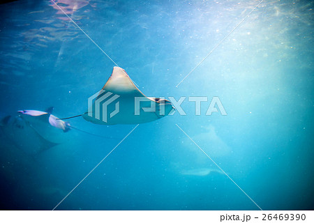 Stingray swimming 26469390