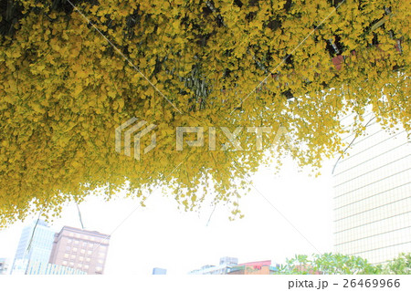 花畑 黄色い花 黄色の花 26469966