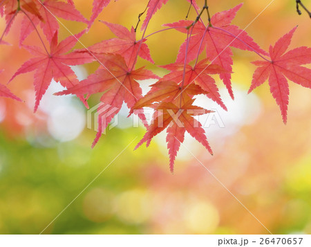 紅葉 26470657