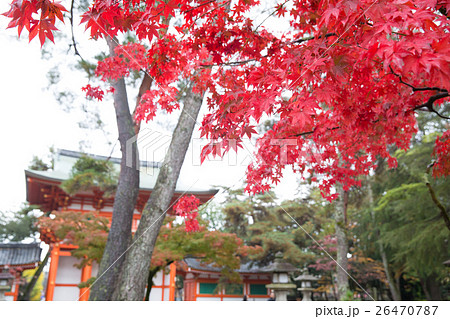 紅葉の今宮神社 紅葉の今宮神社 26470787
