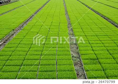 圃場 野菜 ベジタブル 26470799