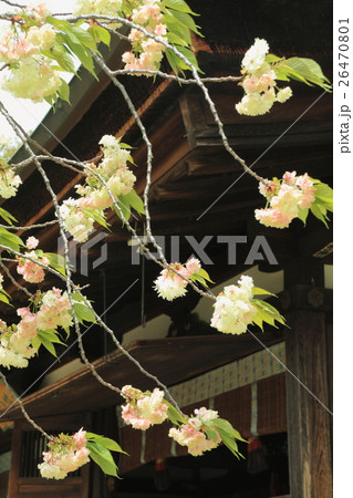 ウコン桜（咲き始め～咲き中） 26470801