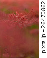 彼岸花 26470862