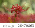 彼岸花 26470863