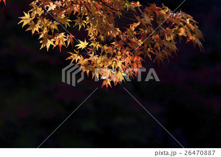 秋の紅葉 - 日本の秋 - 秋の紅葉 - 日本の秋 - 26470887