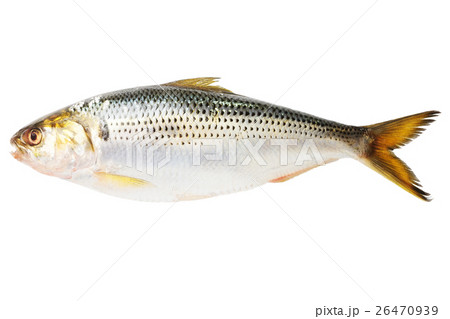 コノシロ 26470939