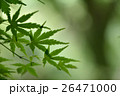 かえで 26471000