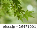 かえで 26471001