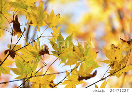 もみじ 26471227