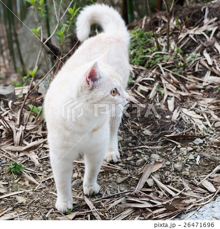 猫 ねこ ネコ 26471696