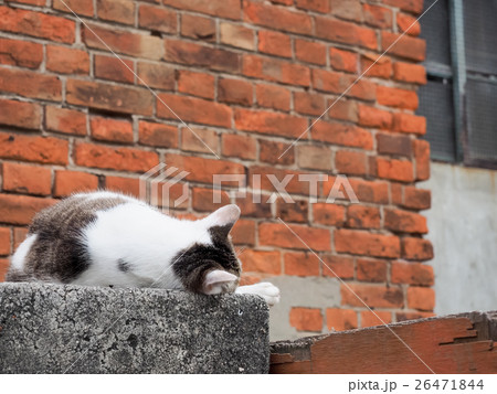 だるい 猫 ねこ 26471844