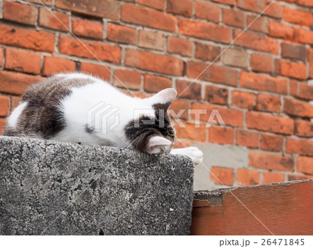 だるい 猫 ねこ 26471845
