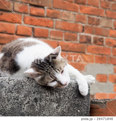 だるい 猫 ねこ 26471846