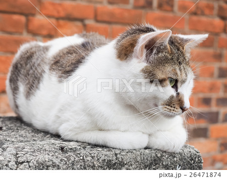 だるい 猫 ねこ 26471874