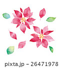 ポインセチア 26471978