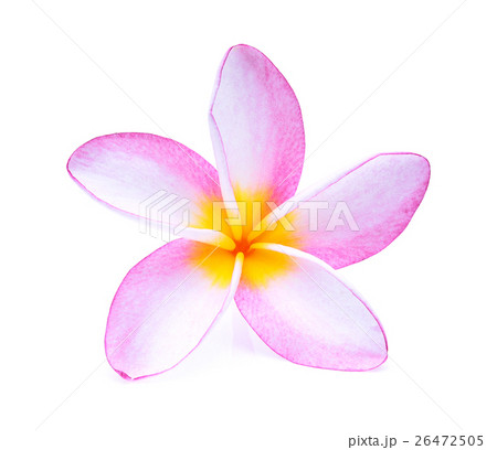 frangipani flower isolated on white frangipani flower isolated on white 26472505
