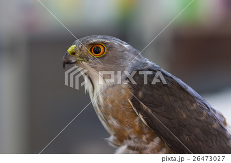 Besra or Little Sparrow Hawks 26473027