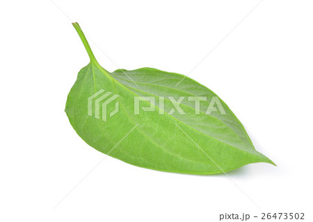 Green betel leaf heart shape isolated on white 26473502