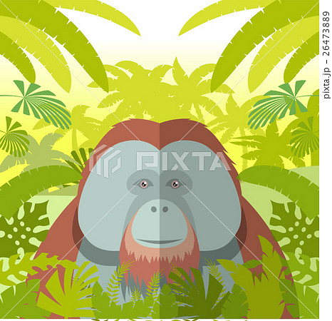 Orangutan on the Jungle Background 26473889
