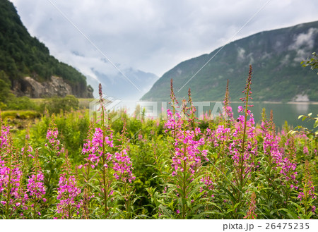 natural Hardangerfjord fjord landscape of norway natural Hardangerfjord fjord landscape of norway 26475235