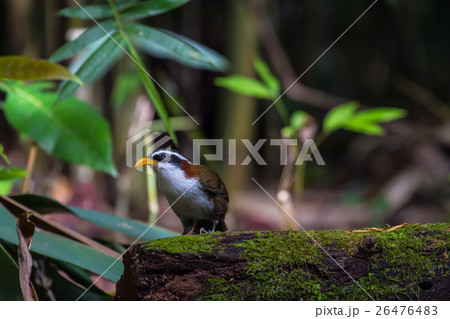 White-browed Scimitar-babbler in nature White-browed Scimitar-babbler in nature 26476483