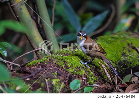 White-browed Scimitar-babbler in nature White-browed Scimitar-babbler in nature 26476484