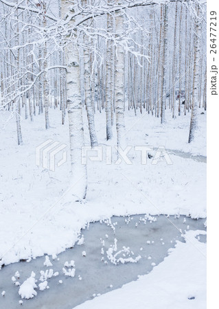 Birch wood forest covered in snow Birch wood forest covered in snow 26477219