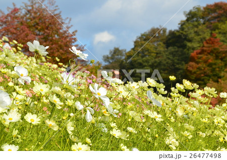 花畑 コスモス 神戸布引ハーブ園 兵庫県神戸市中央区 の写真素材