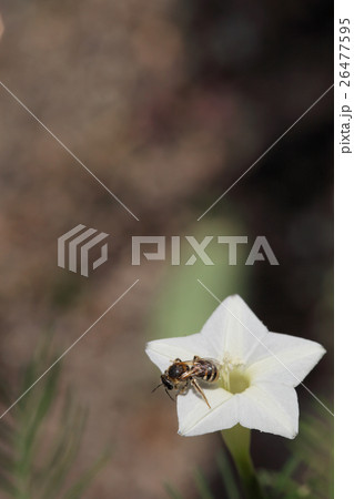 ハナアブとルコウソウ白花 ハナアブとルコウソウ白花 26477595