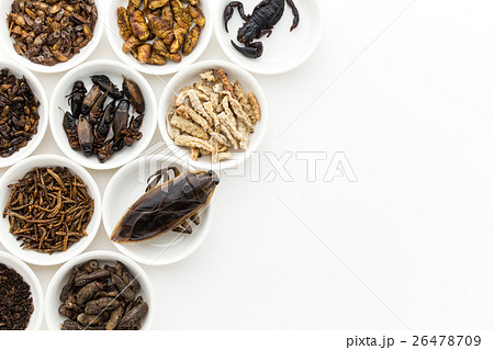 昆虫食:Entomophagy 昆虫食:Entomophagy 26478709