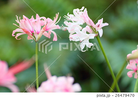 ネリネの花 26479470