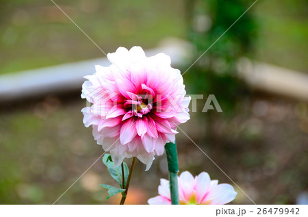 ダリア・影法師の花 ダリア・影法師の花 26479942