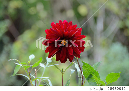 ダリア・コクチョウの花 ダリア・コクチョウの花 26480012