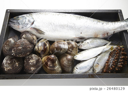 魚介盛り合わせ 26480129