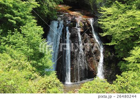新緑と大滝　横谷渓谷 26480244