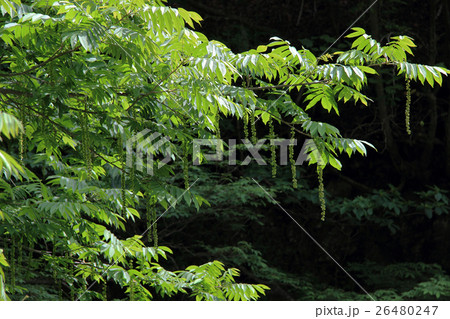 サワグルミの若葉　横谷渓谷 26480247