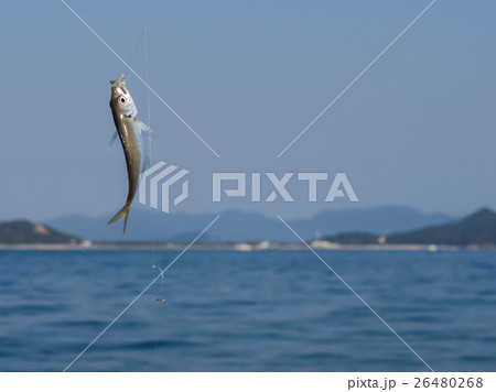 鯵釣り 鯵釣り 26480268