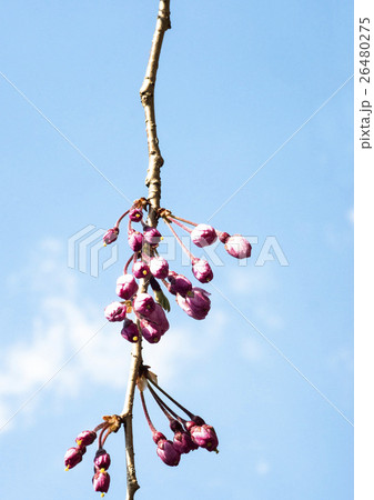 しだれ桜 しだれ桜 26480275