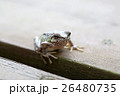 保護色の蛙(カエル) 保護色の蛙(カエル) 26480735