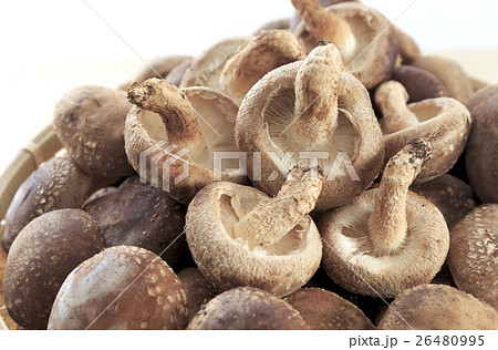 食材　きのこ　生シイタケ 26480995