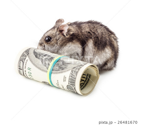 Mouse gnaws money 26481670